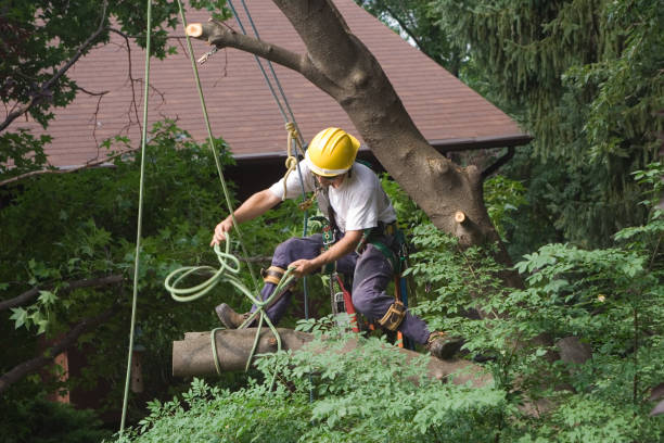How Our Tree Care Process Works  in  Chiefland, FL